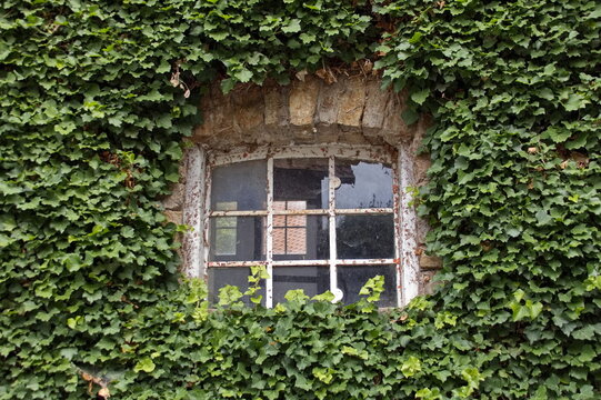 Von Efeu umranktes altes Fenster in Aerzen (Niedersachsen)