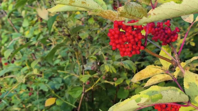 Close-up video of bright red guelder rose (Viburnum opulus) berries growing on a branch in natural woodland. Vibrant autumn-colored fruit with soft green background.