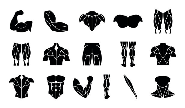 Muscle anatomy and fitness vector icons with biceps, abs and legs for health app design in solid glyph style