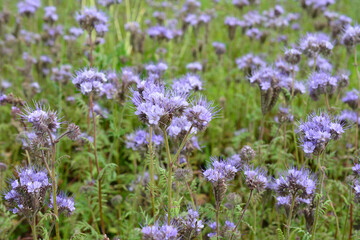 Obraz premium Field of Purple Phacelia Flowers in Meadow close up