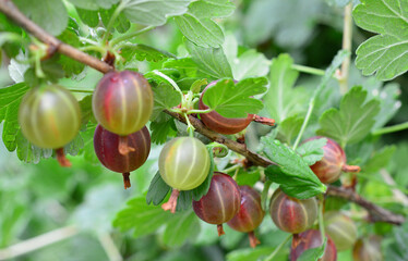 Gooseberries Hanging on Branch in Garden close up © Irina