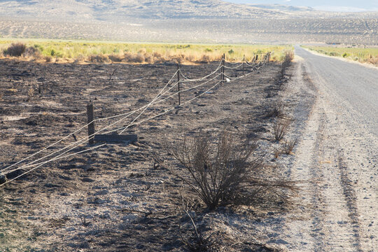 Charred fence posts and wire fencing line a rural road through the Biscar Fire burn scar near Smoke Creek, Washoe County, Nevada.
