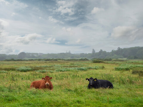 Healthy looking cows rest in a grassy field under cloudy skies.. Tall green grass surrounds them. Distant hills and trees appear in the background. The scene feels calm and serene. Farming industry.