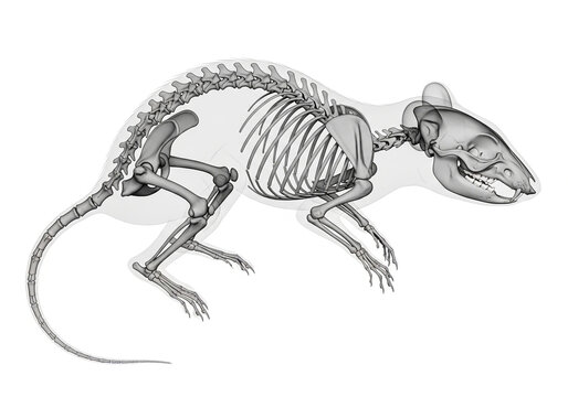 Anatomy skeleton of a small rodent rat