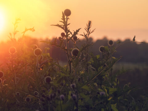 Sunset glows behind thistle plants in field. Thistles stand tall with spiky heads. Warm light highlights plant silhouettes. Background shows distant trees and soft sky
