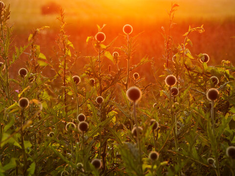 Sunset glows behind thistle plants in field. Thistles stand tall with spiky heads. Warm light highlights plant silhouettes. Background shows distant trees and soft sky