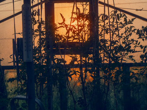 Sunset behind greenhouse plants. Silhouettes of stems and leaves. Warm orange glow through mesh. Garden scene at dusk. Vegetation in controlled environment