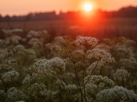 Sunset lights field of white wildflowers. Sun casts warm glow over nature. Flowers bloom in soft focus foreground. Field stretches into distant trees and sky