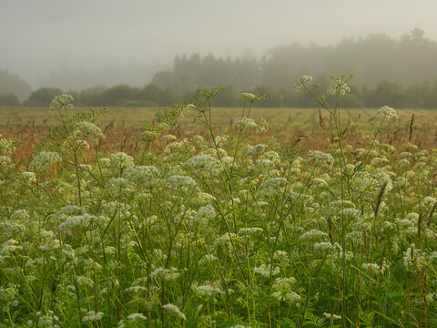 Morning fog blankets golden field. Tall grasses sway in soft breeze. Trees appear faintly through mist. Peaceful rural landscape at dawn. Natural tones dominate scene