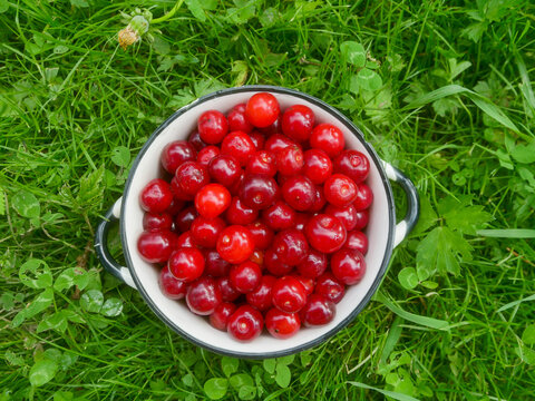 Freshly picked cherries in white enamel bowl on green grass. Red cherries glisten with dew on vibrant clover lawn. Bowl sits centered, surrounded by lush greenery. Top-down view highlights ripe fruit