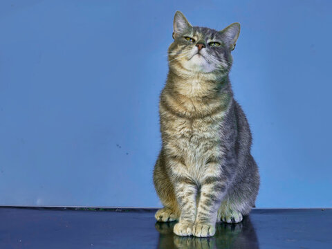 Tabby cat sitting on reflective surface. Blue background behind. Cat has green eyes and striped fur. Looking slightly to side. Paws resting on glossy table. Pet has arrogant look.