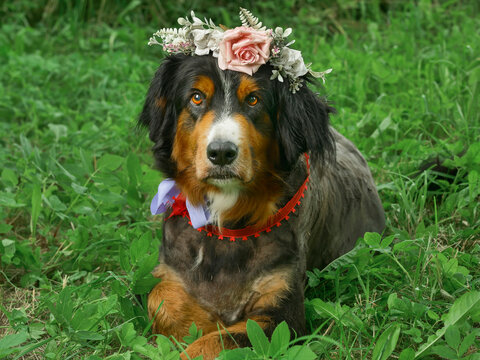 Cute Bernese Mountain Dog with floral crown in grass. Dog wears red collar and blue bowtie. Green grass surrounds dog. Dog looks proud with calm expression. Fancy stylish pet.