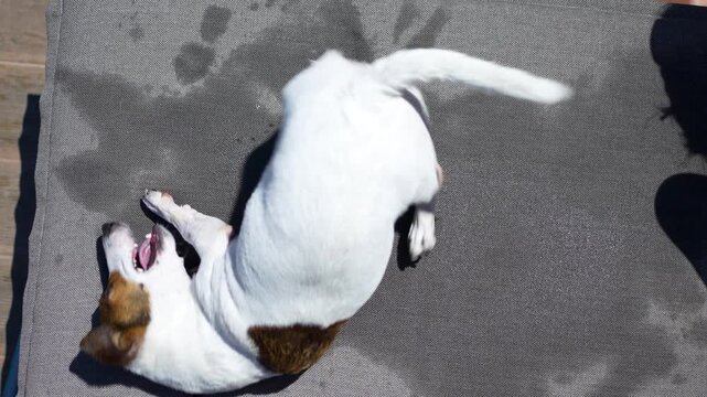 Jack Russell terrier dog rubbing its head and back on a wet grey lounger cushion to dry off after swimming on a sunny day