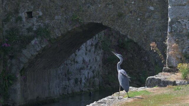 Immature Grey Heron (Ardea cinerea) reacting to mobbing by Black Headed Gulls. August, Kent, UK [Half speed]