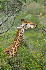 A Giraffe Effortlessly Feeding Among the Thorny Branches of the African Wilderness © Lucas Hiesel