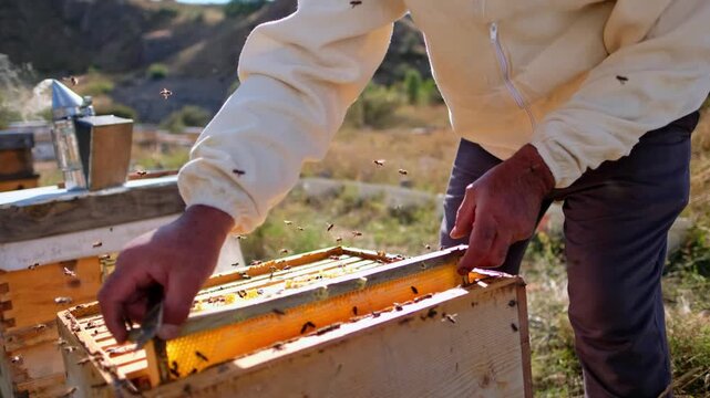 Close-up of a beekeeper carefully inspecting a honeycomb frame inside a wooden beehive. Bees actively cover the comb during routine hive maintenance, highlighting sustainable beekeeping and natural ho