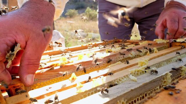 Close-up of a beekeeper applying smoke to a capped honeycomb frame covered with honey bees. The scene highlights hive inspection, traditional beekeeping, colony care and natural honey production.