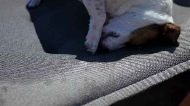 Jack Russell terrier dog rubbing its head and back on a wet grey lounger cushion to dry off after swimming on a sunny day