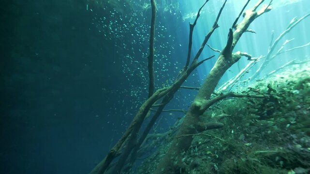 Underwater view of upright submerged tree trunks beside dense aquatic vegetation in Cenote Carwash, Quintana Roo, Mexico.