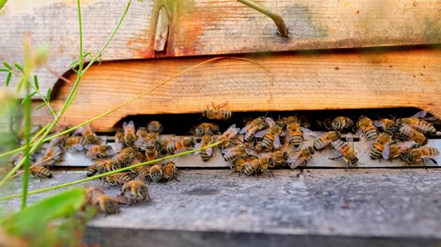 Close-up of honey bees actively entering and leaving the entrance of a wooden beehive. The busy colony demonstrates natural pollination, hive activity, sustainable beekeeping and healthy honey bee beh