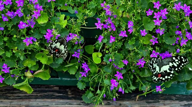 A Lime Butterfly (Papilio demoleus) perching on vibrant purple bellflowers with open wings. Ideal for natural history and biodiversity concepts.