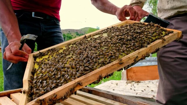 Close-up of a beekeeper inspecting a honeycomb frame with active honey bees using a traditional bee smoker. Showcasing sustainable beekeeping, hive management and natural honey production.