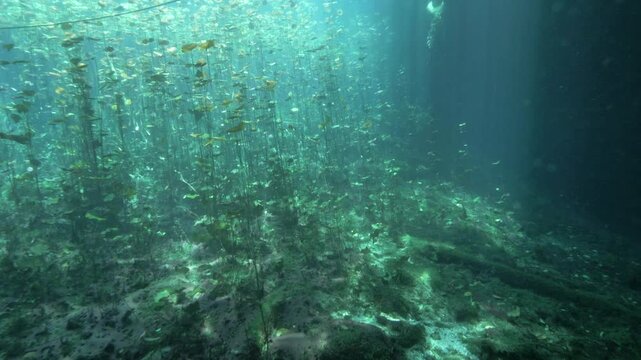 Broad underwater scene of dense plant growth across the cenote floor under soft sunbeams in Cenote Carwash, Quintana Roo, Mexico.