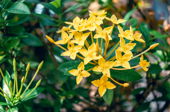 Vibrant yellow ixora flowers blooming beautifully among lush green leaves