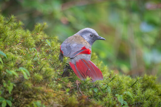 Red-tailed Minla (Actinodura strigula) in Nam Cang, Lao Cai, Vietnam.