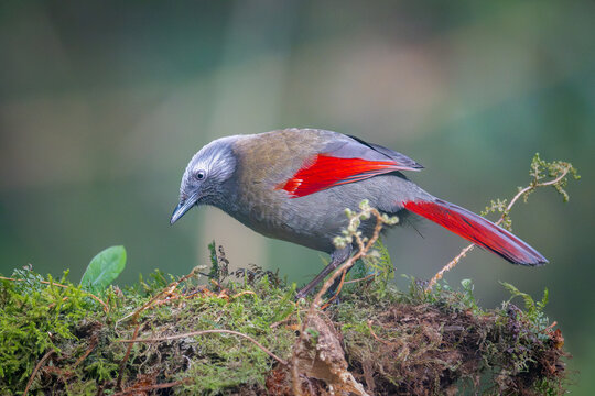 Red-tailed Minla (Actinodura strigula) in Nam Cang, Lao Cai, Vietnam.