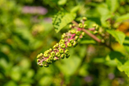 Close-up of developing green, pumpkin-shaped fruit clusters on American pokeweed, Phytolacca americana, photographed with a shallow depth of field and softly blurred background.