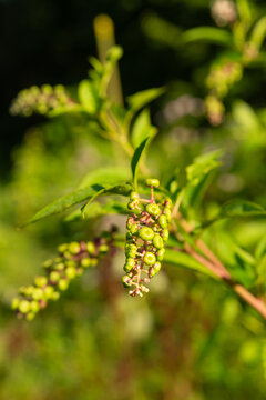 Close-up of developing green, pumpkin-shaped fruit clusters on American pokeweed, Phytolacca americana, photographed with a shallow depth of field and softly blurred background.