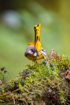 Red-tailed Minla (Minla ignotincta) in Nam Cang, Lao Cai Province, Vietnam.