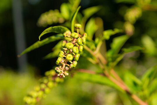 Close-up of developing green, pumpkin-shaped fruit clusters on American pokeweed, Phytolacca americana, photographed with a shallow depth of field and softly blurred background.