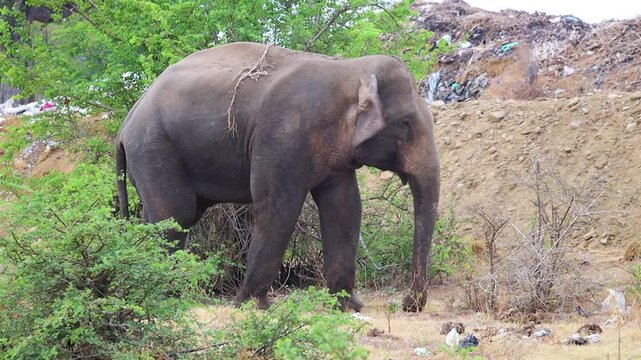 Asian elephant stands near a landfill mound in a degraded area.