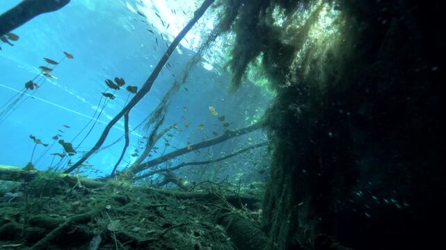 Submerged roots and sloping bank extending into crystal clear freshwater at Cenote Carwash, Quintana Roo, Mexico.