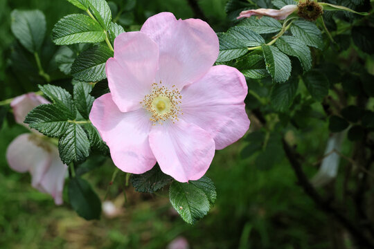 Rosa 'Fru Dagmar Hastrup'. Close up of delicate pink single rose in summer. 