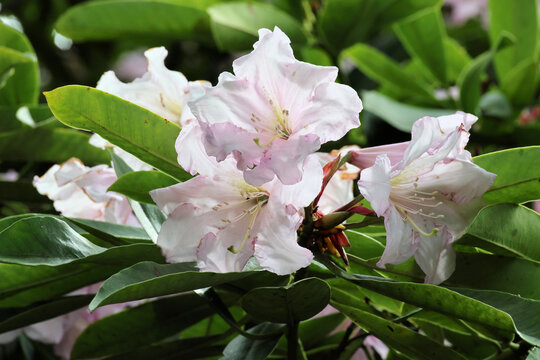 Rhododendron 'Cadis'. Close up of pale pink and white rhododendron flowers in the summer. 