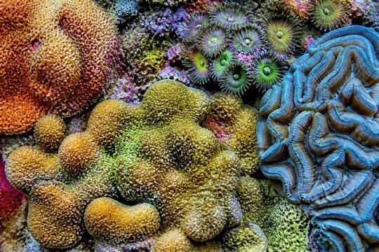 Coral colony showing varied textures on reef substrate
