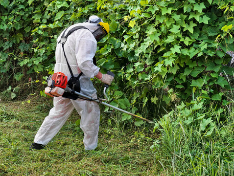 A person in protective gear trims grass with a trimmer near thick green plants on a sunny day. The activity is focused and technical