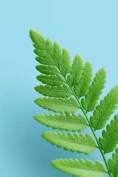 Macro detail of a green fern frond. Minimal botanical image on a light blue background with selective focus