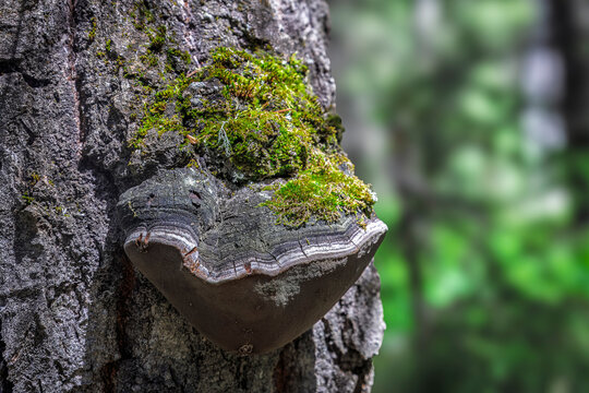 Bracket Fungus Growing on Moss-Covered Weathered Tree Trunk in Natural Woodland