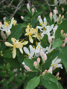 Blooming Honeysuckle Vine with White Flowers and Soft Pink Buds and Green Leaves