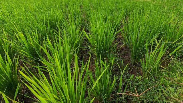 Video of Lush green rice plants growing in wet soil. Rows stretch wide under bright natural light. Healthy shoots sway gently with breeze. Farmer's care ensures rich harvests. Footage of Indonesian ag