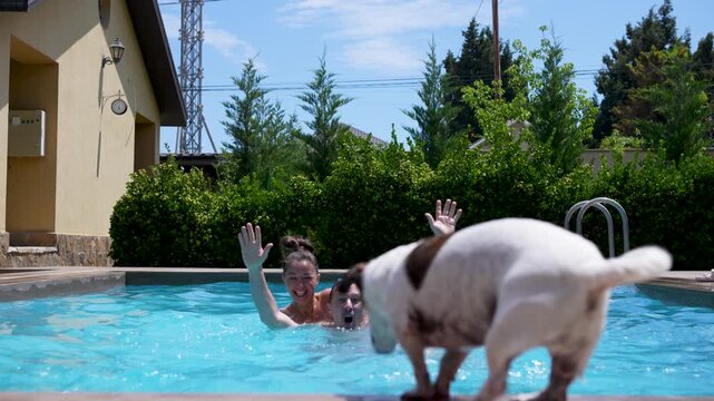 Happy young couple laughing in an outdoor swimming pool as their playful Jack Russell terrier jumps into the clear blue water on a sunny day
