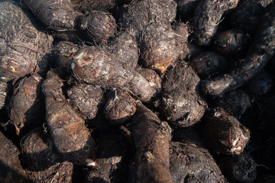 Fresh harvested raw taro root or Colocasia esculenta corms texture