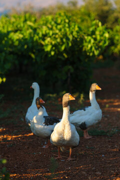 A small flock of geese walks through a sunlit vineyard in Greece, blending rural tranquility with the natural beauty of Mediterranean agriculture.