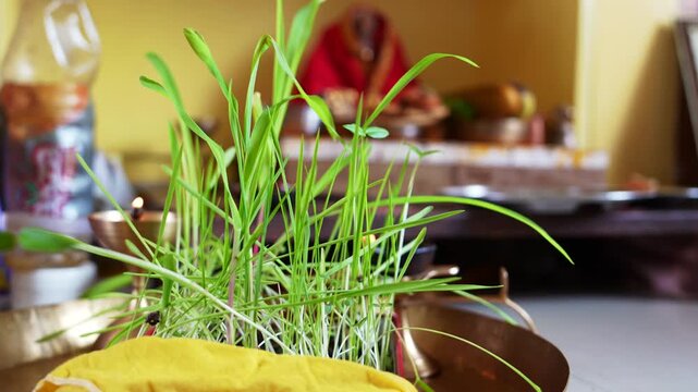 Close Up Of Sacred Harela Grass Shoots With Blurred Hindu Shrine In Background