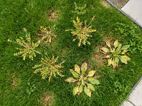 Weeds dying in green grass lawn|Broadleaf plantain and dandelion control|Selective herbicide effects on garden weeds|Common lawn weeds identification and treatment