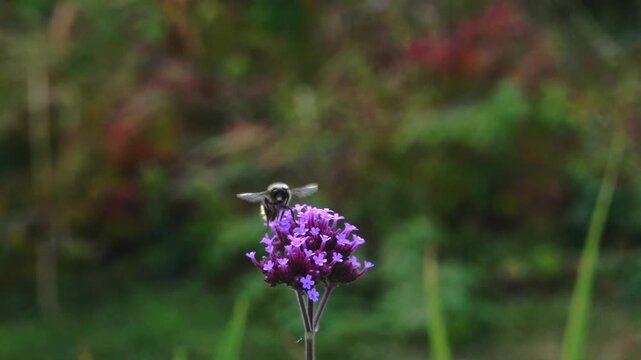 a Common Carder Bumblebee (Bombus pascuorum) feeding, super slow motion